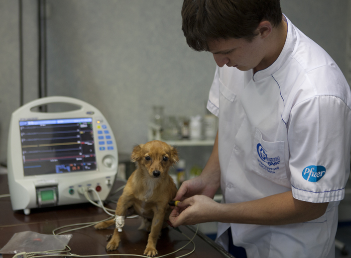 кардиология в ветеринарии фауна-сервис