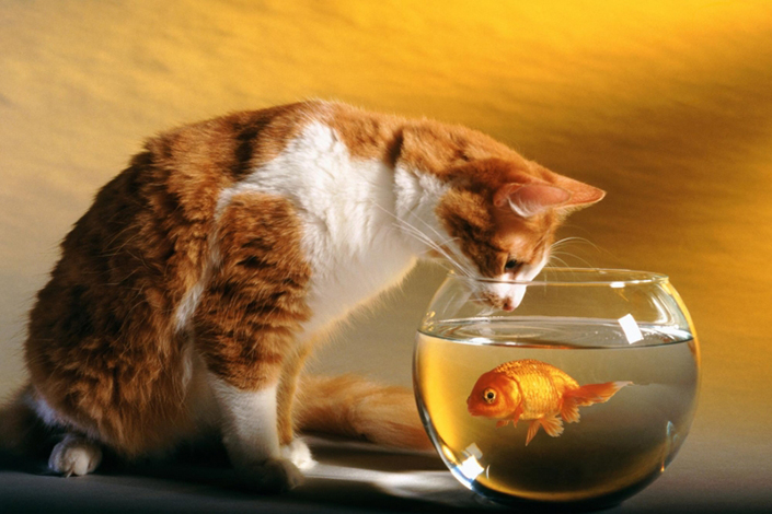 можно ли давать котам сырую рыбу