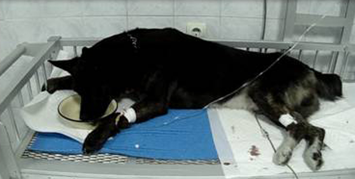 очищение крови у собаки в фауна сервис