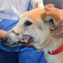 Пластическая хирургия у собак и кошек - исправление человеческой жестокости