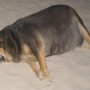 Ожирение домашних животных