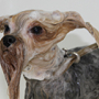 Можно ли мыть собаку человеческими шампунями