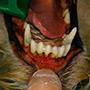 Шинирование зубов у собаки. Ветеринарная стоматология