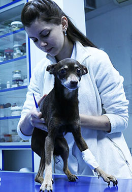 ветеринарна клініка київ центр