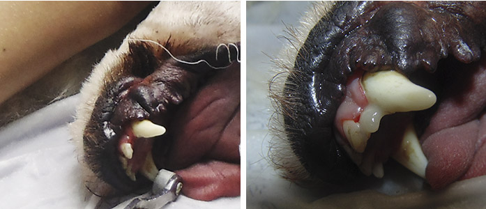 лікування зубів у тварин в києві