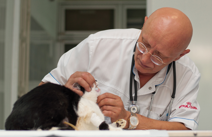 осмотр ветеринарного врача фауна сервис