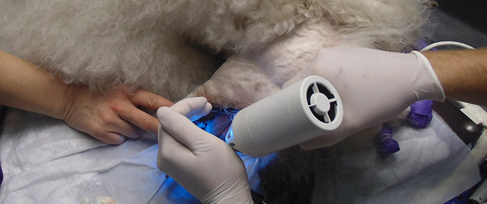 восстановление зуба у собаки киев