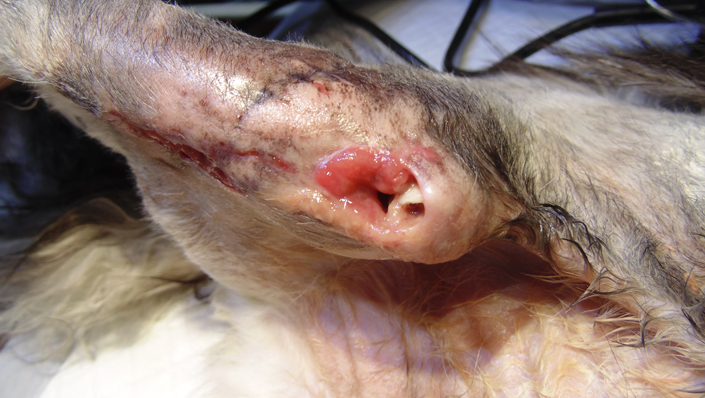 перелом лапы у кошки, гниющая рана фауна сервис