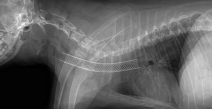 эндоскопическое стентирование у собак в киеве
