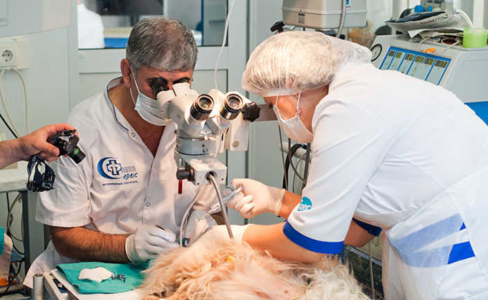 лікування катаракти у котів київ
