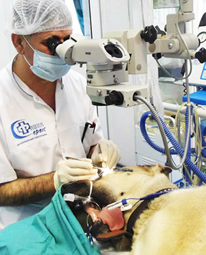 лечение катаракты у животных киев