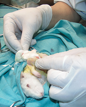 лікування онкології удомашніх тварин в києві