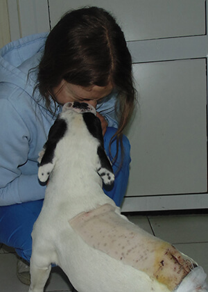 операціі на хребті у собак в києві