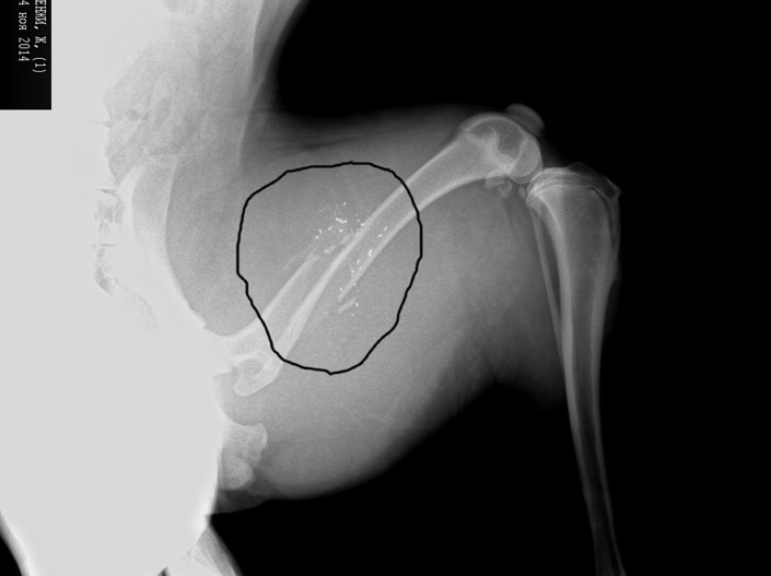 Рентген исследование: многооскольчатый огнестрельный перелом бедра у собаки