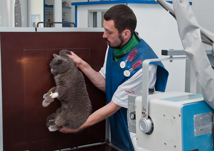 рентген-исследование кошки фауна-сервис