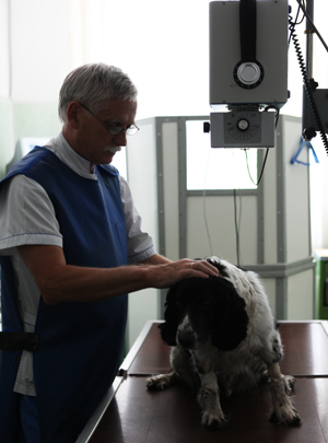 рентген собаки фауна-сервис