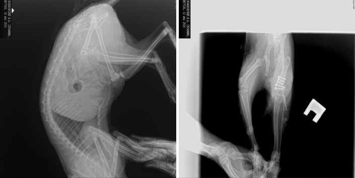 перелом лапы, рентгенологический снимок в фауна-сервис