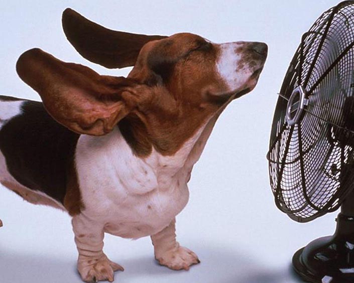 тепловий удар у собаки