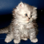 Шeйла, шестнадцатилетняя кошка с остеосаркомой правого скакательного сустава