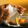 Чи варто давати котам рибу?