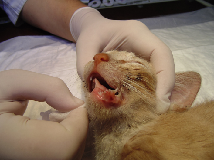 перелом челюсти у котенка