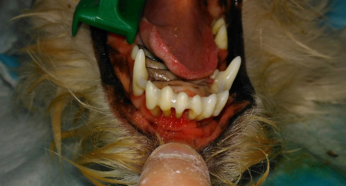 шинирование зубов у собаки  ветеринарный стоматолог киев