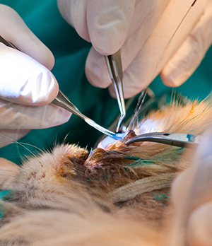лечение болезней глаз у животных