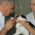 Ветеринарный госпиталь Фауна Сервис - 272